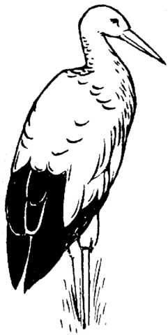 White Stork Coloring Page